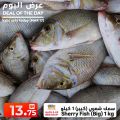 عروض انصار جاليرى قطر 2019