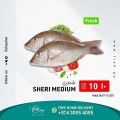عروض أسماك قطر 2021